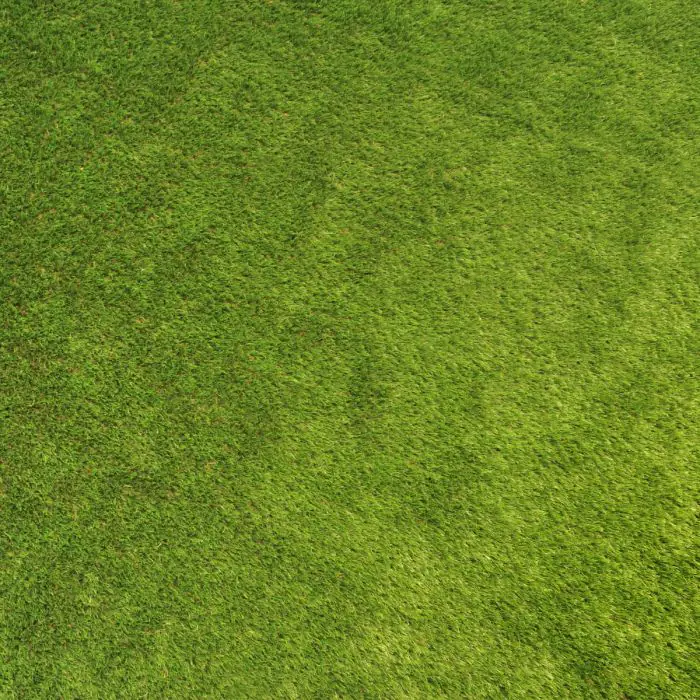 Artificial Grass - 3